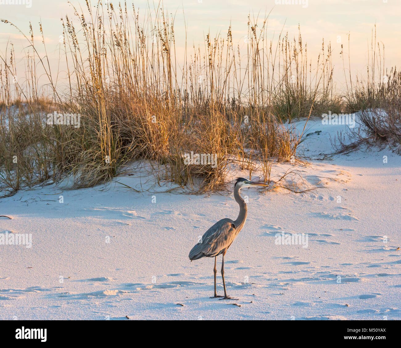 Un airone blu passeggiate a Fort Pickens spiaggia nella Gulf Islands National Seashore, Florida. Foto Stock