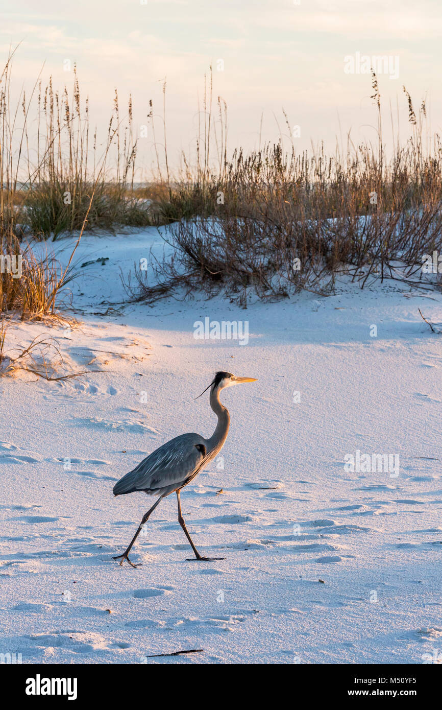 Un airone blu passeggiate a Fort Pickens spiaggia nella Gulf Islands National Seashore, Florida. Foto Stock