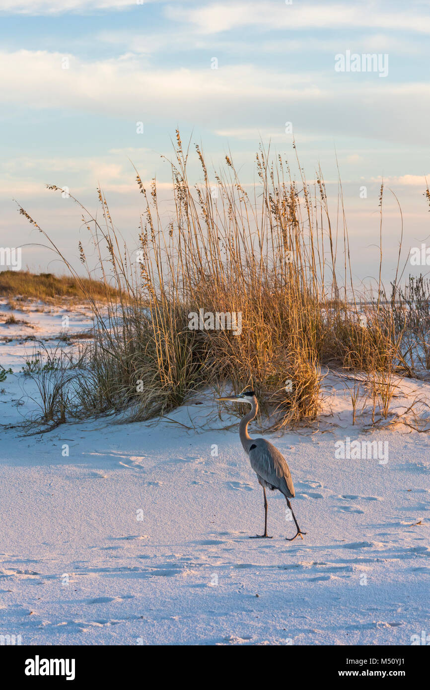 Un airone blu passeggiate a Fort Pickens spiaggia nella Gulf Islands National Seashore, Florida. Foto Stock