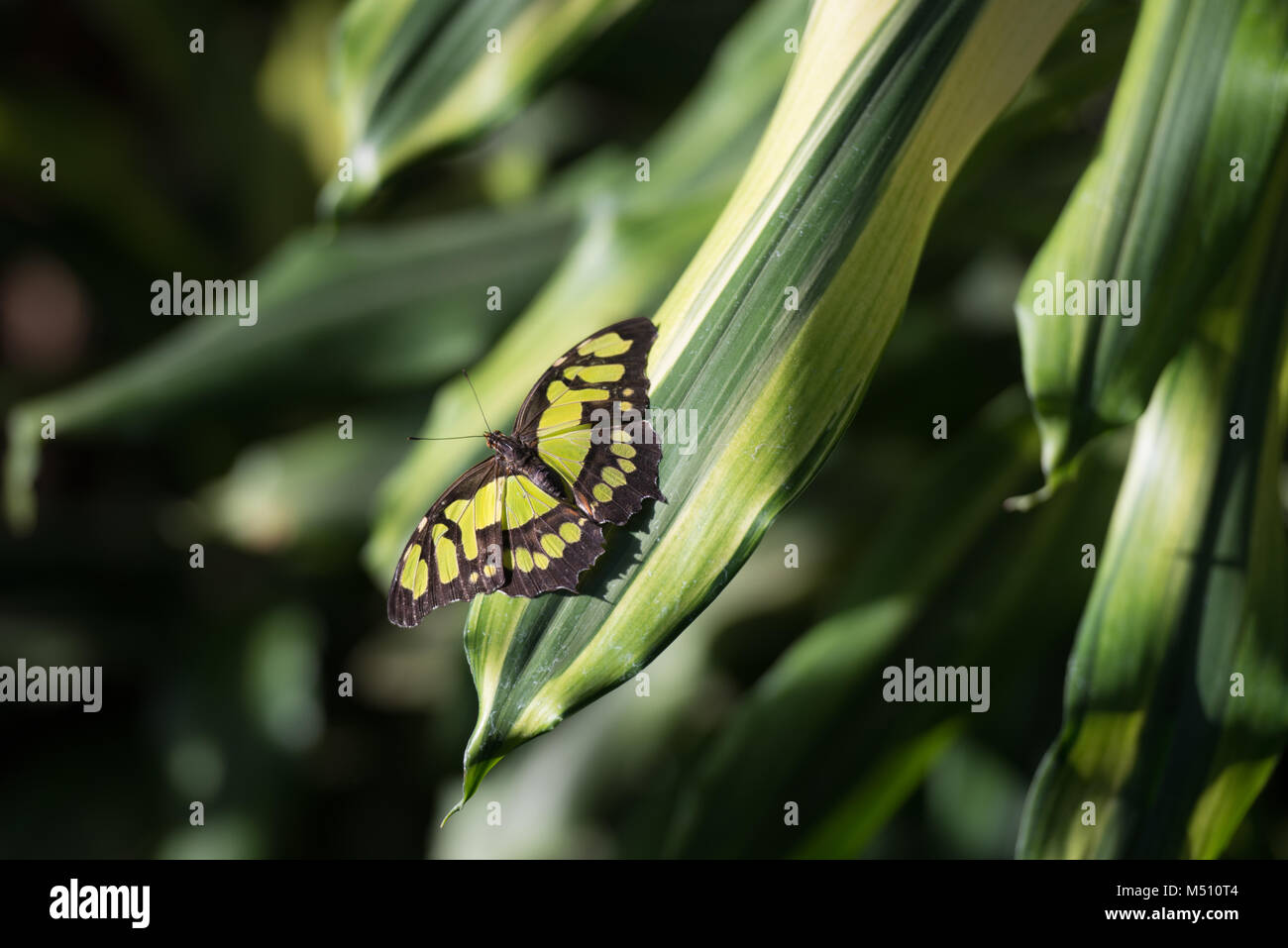 Una Farfalla Malachite catturata ad RHS Wisley Foto Stock