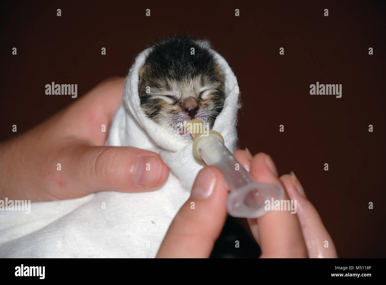 Gattino appena Nato Foto Stock