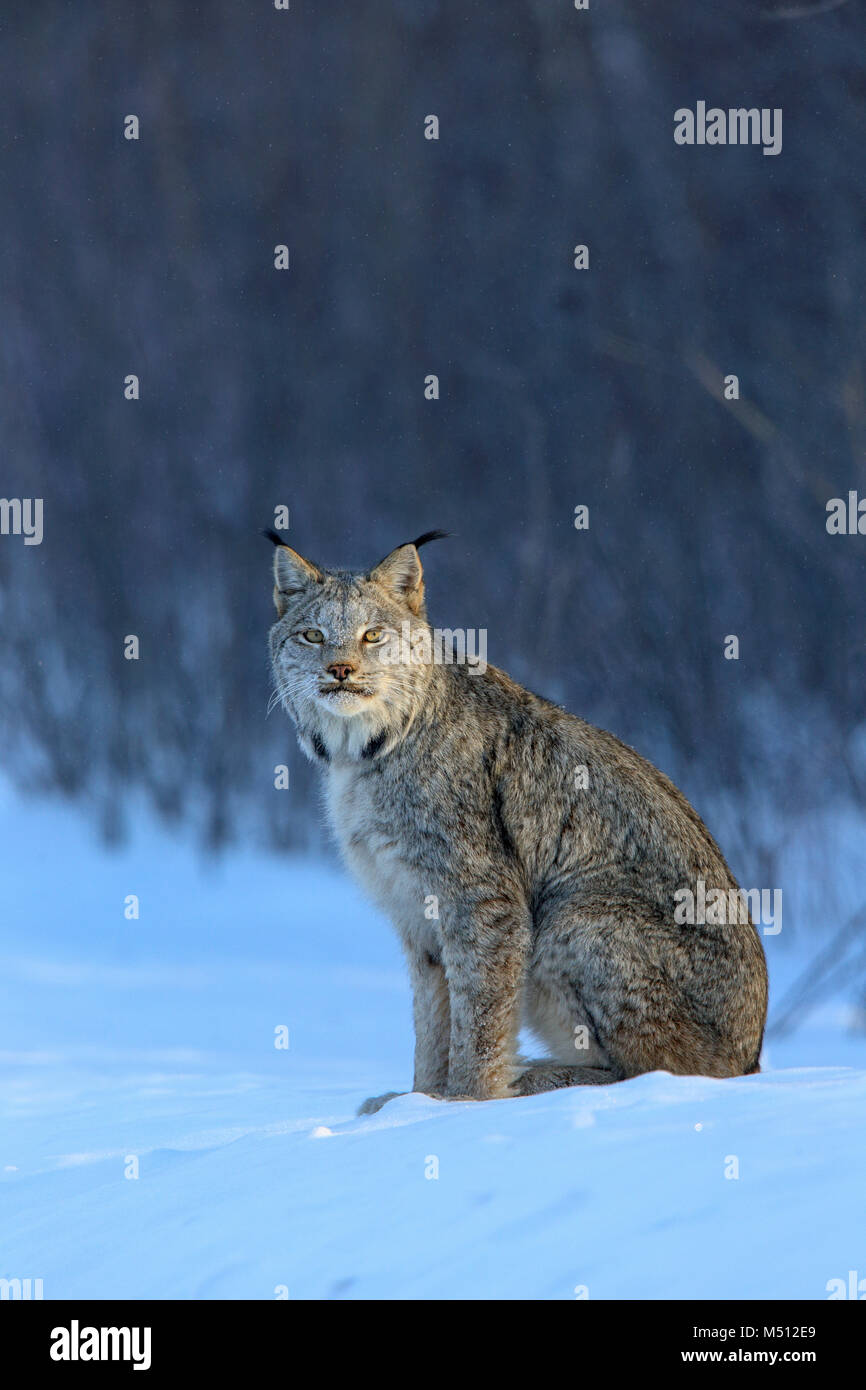 Un adulto Lynx di Canada la caccia di lepri con racchette da neve in Superior National Forest nel nord del Minnesota Foto Stock