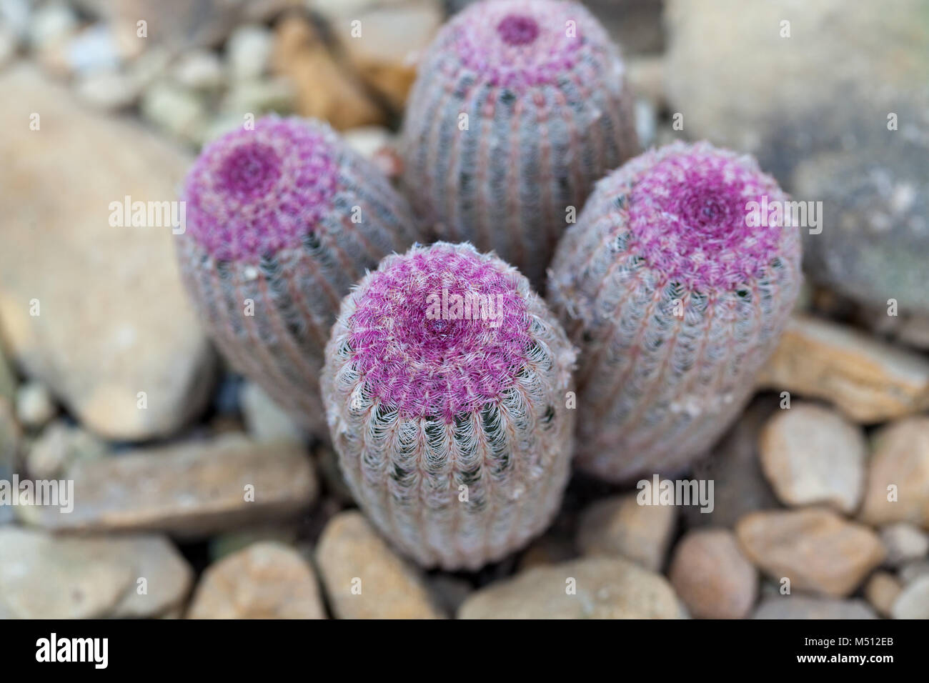 Arizona Rainbow Cactus, Röd regnbågskaktus (Echinocereus rigidissimus rubrispinus var) Foto Stock