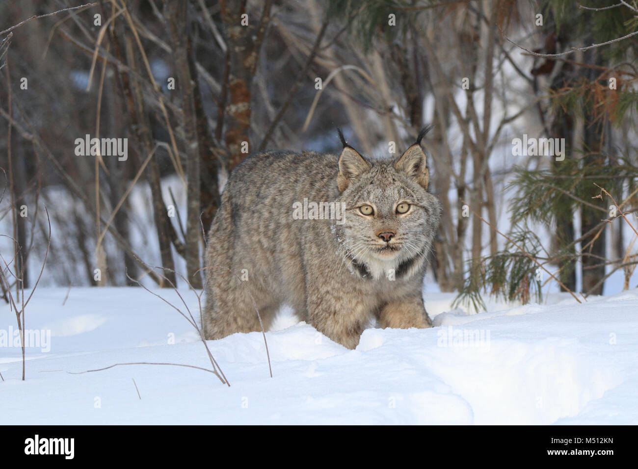 Un adulto Lynx di Canada la caccia di lepri con racchette da neve in Superior National Forest nel nord del Minnesota Foto Stock