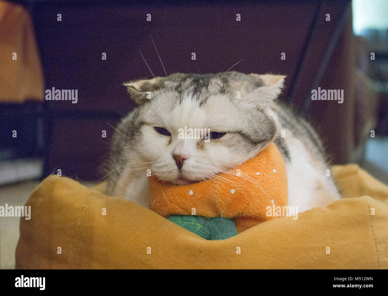 Carino gatto assonnato Foto Stock