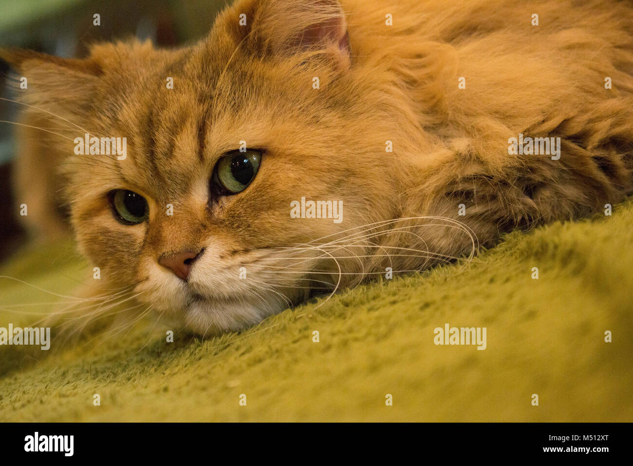 Una bella longhair cat con jade green eyes Foto Stock