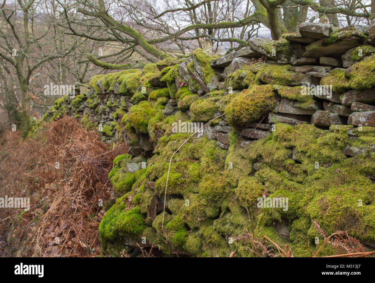Coperte di muschio secco parete di pietra in inverno Foto Stock