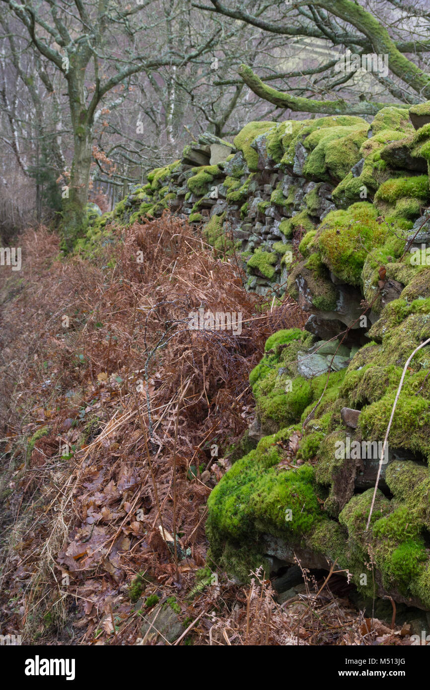 Coperte di muschio secco parete di pietra in inverno Foto Stock