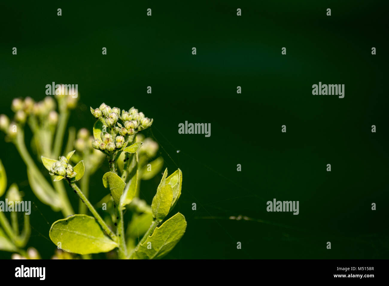 Close-up di pianta selvatica con sfondo verde scuro a Saadiyat Island Abu Dhabi Foto Stock