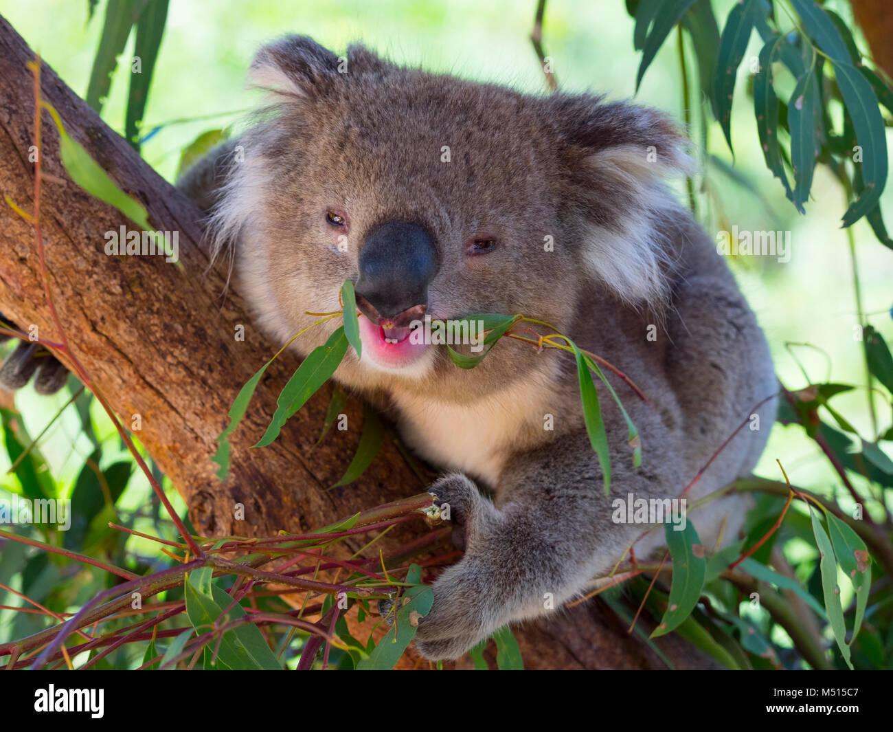 Il Koala Phascolarctos cinereus od impreciso koala portano a mangiare le foglie Foto Stock