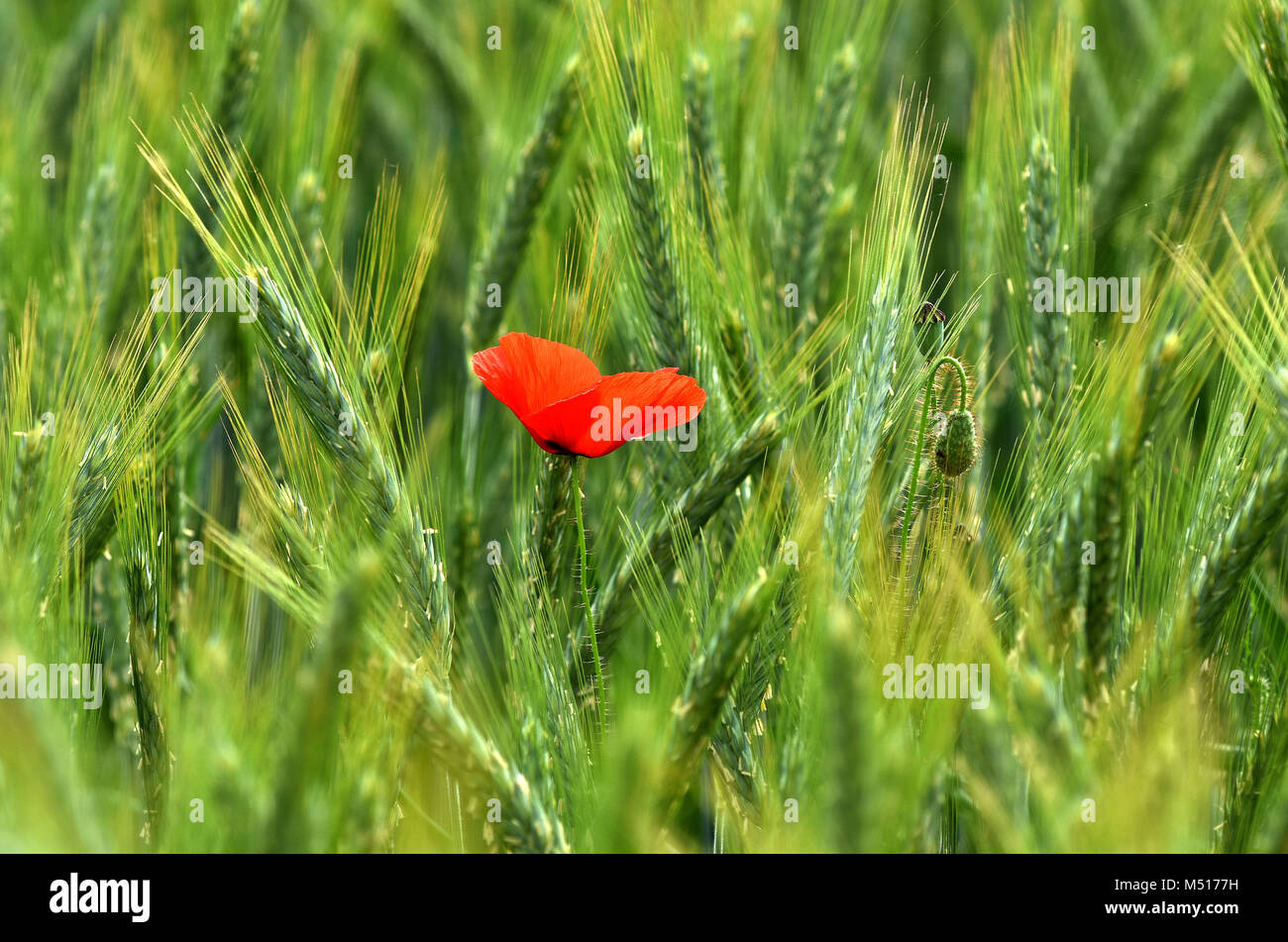 Papavero mais; corn rose; campo di papavero; rosso; erbaccia papavero rosso; Foto Stock