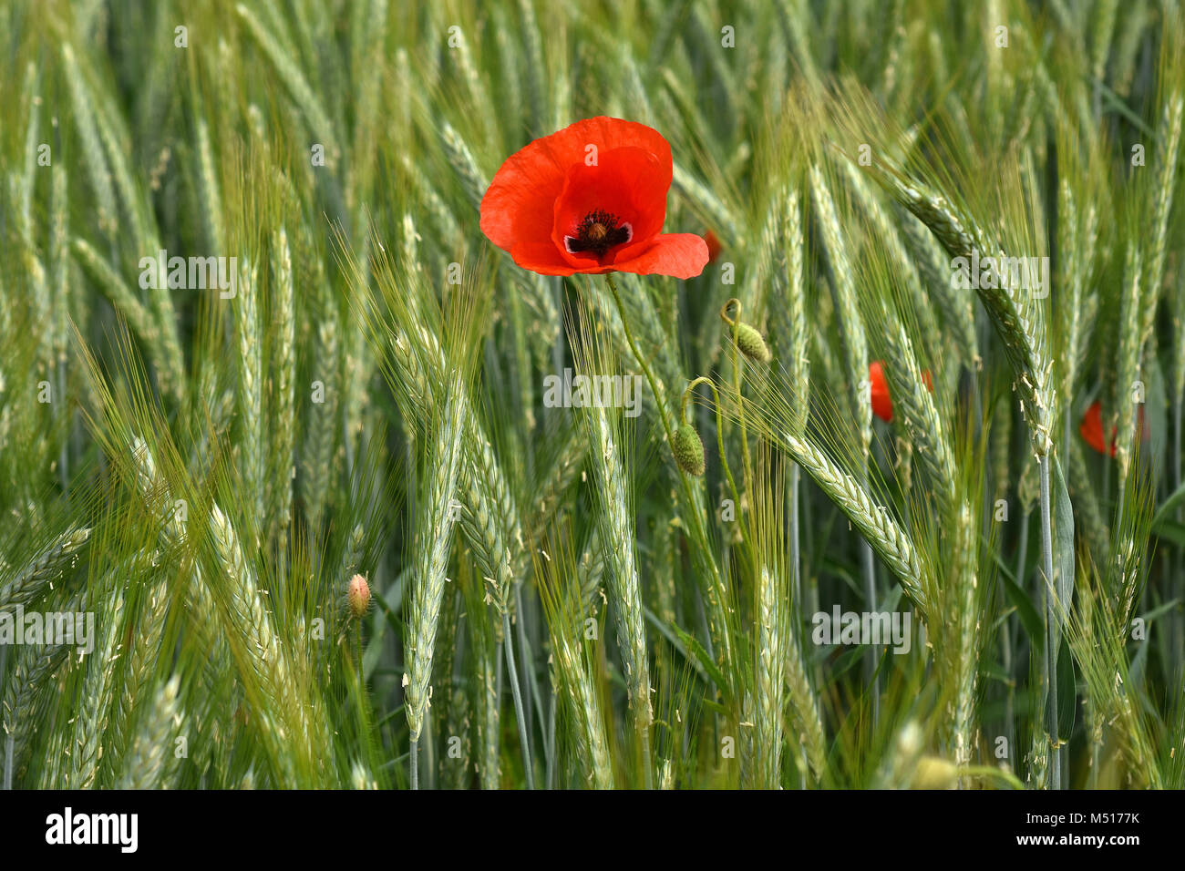 Papavero mais; corn rose; campo di papavero; rosso; erbaccia papavero rosso; Foto Stock