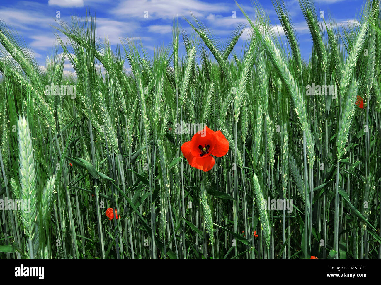 Papavero mais; corn rose; campo di papavero; rosso; erbaccia papavero rosso; Foto Stock