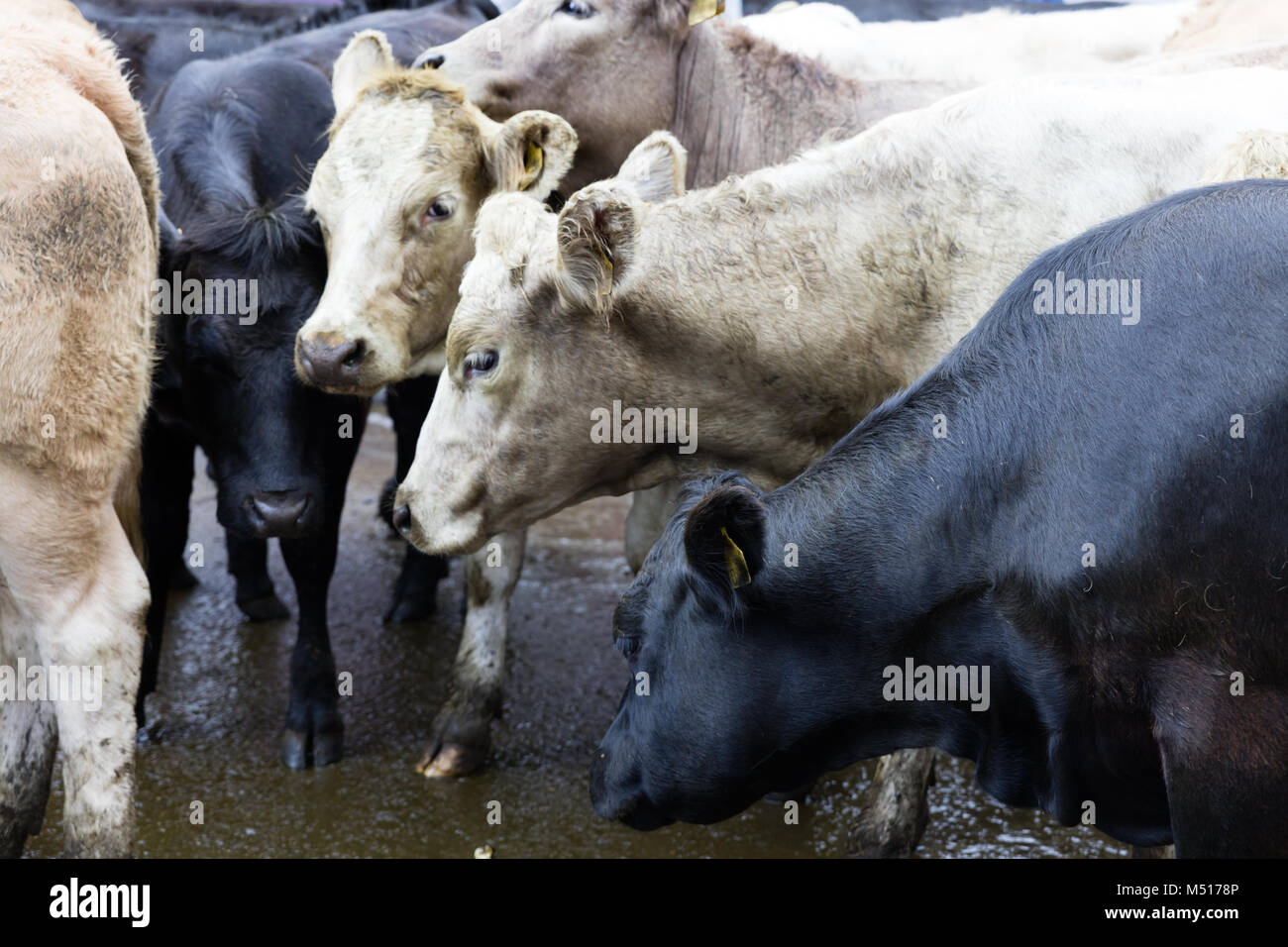 Fattoria mucca in Irlanda Foto Stock