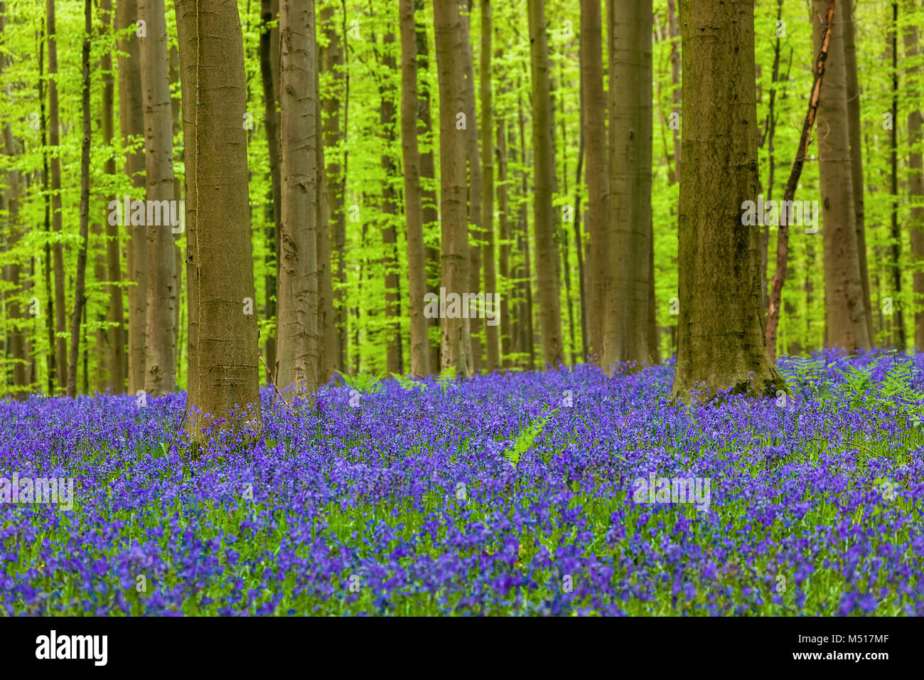 La famosa foresta Hallerbos a Bruxelles Belgio Foto Stock