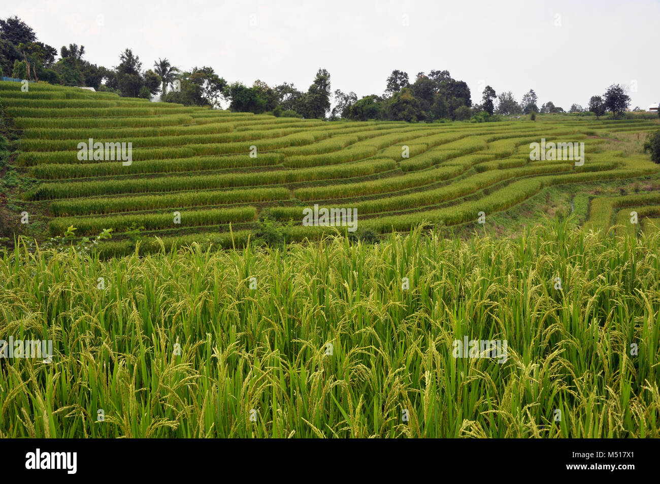 Raccolto di riso crescente a gradini con il riso i campi agricoli in Doi Inthanon National Park, Chiang Mai nel nord della Thailandia. Foto Stock