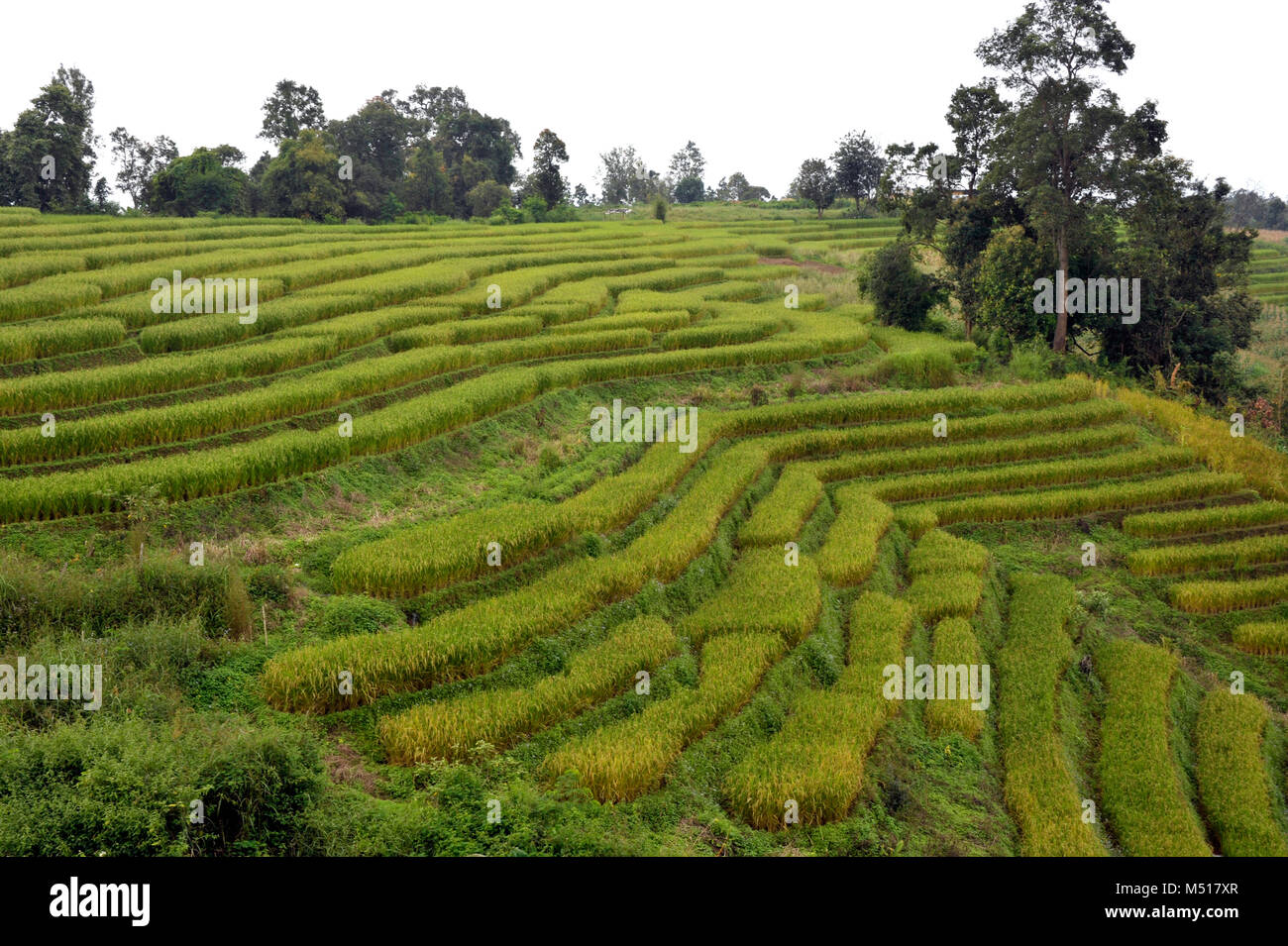 Riso a gradini i campi agricoli in Doi Inthanon National Park, Chiang Mai nel nord della Thailandia. Foto Stock