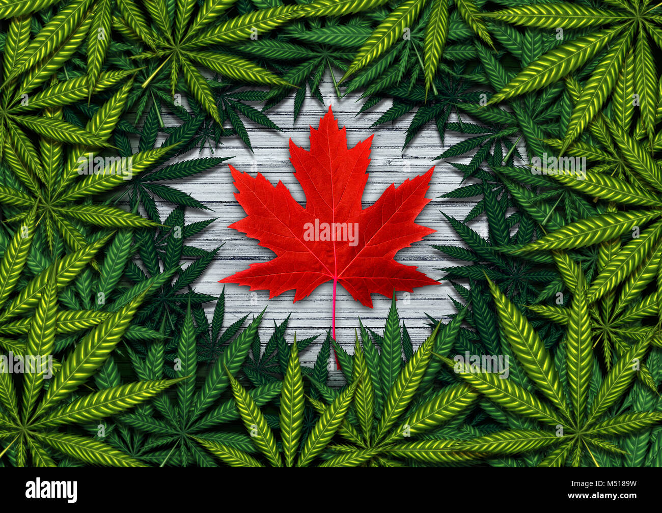 Canadese di concetto di marijuana e Canada cannabis Diritto e legislazione sociale come problema medico e ricreativo di erbaccia icona di utilizzo come un rosso Foglia di acero. Foto Stock