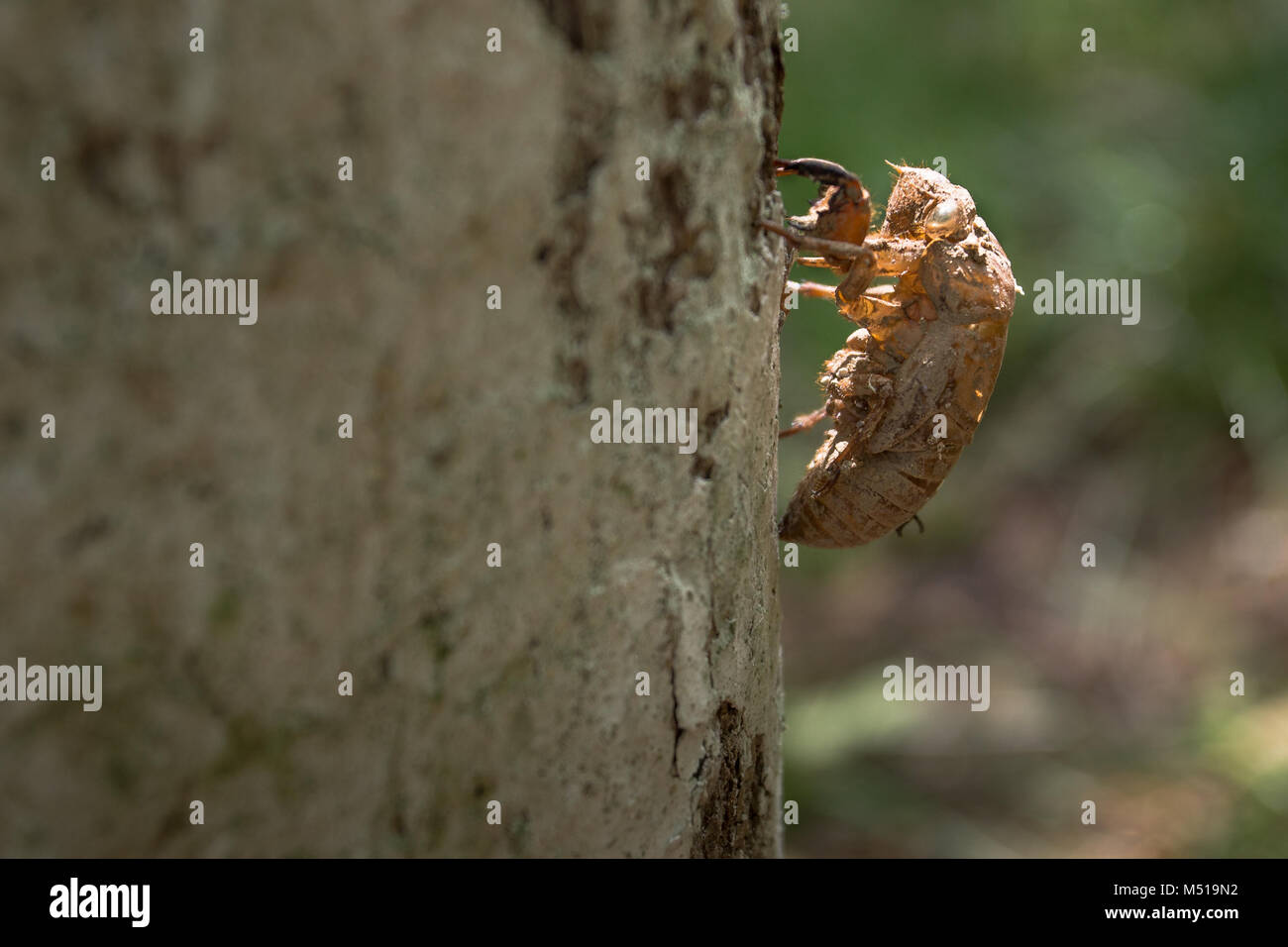 Molt della cicala sulla corteccia di albero di esoscheletro Cicala Foto Stock