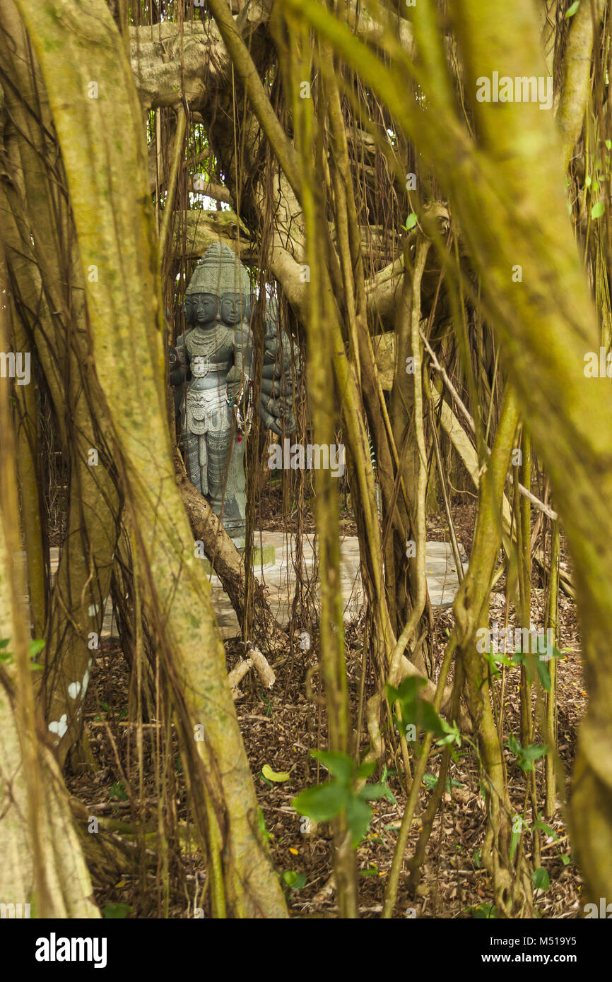 Kali nella giungla hawaiano Foto Stock