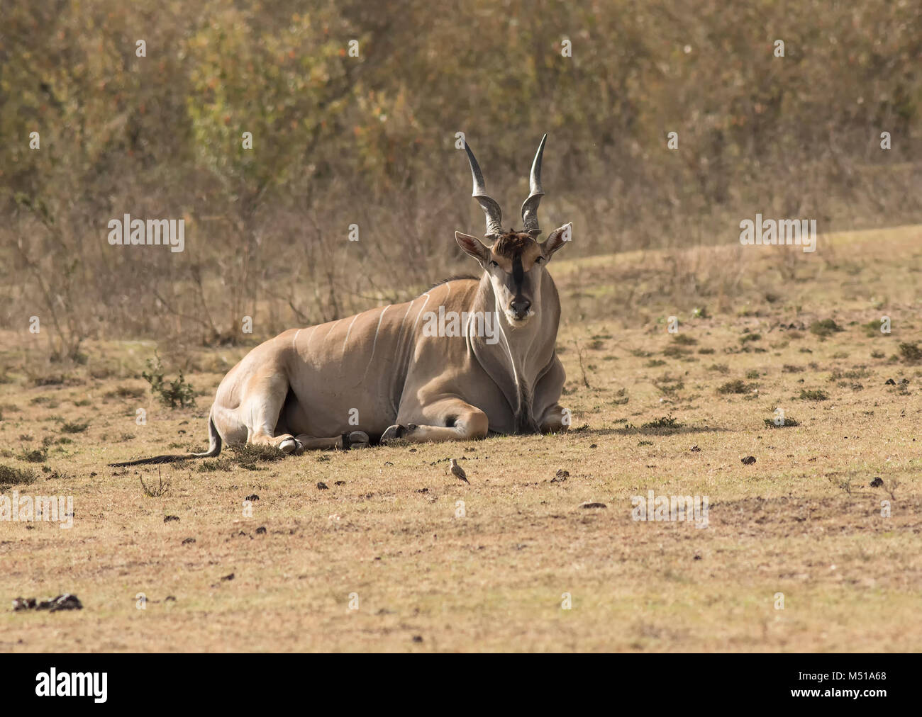 Eland comune Foto Stock