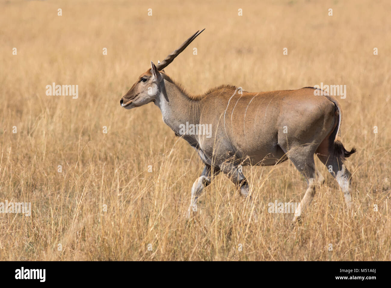 Eland comune Foto Stock