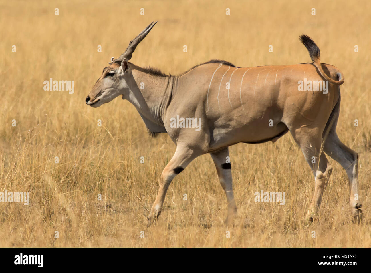 Eland comune Foto Stock
