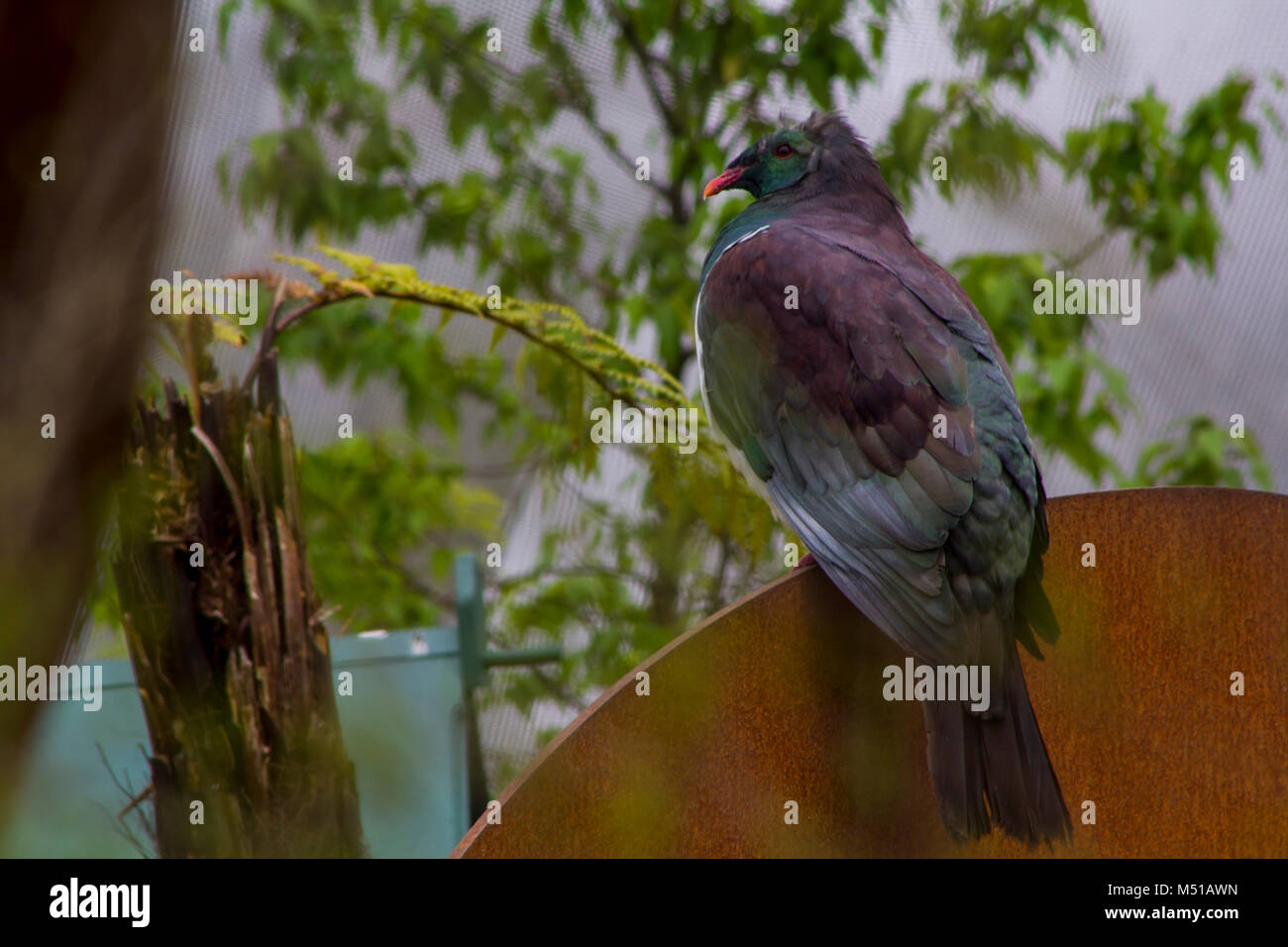 Nuova Zelanda kereru piccione in cattività Foto Stock