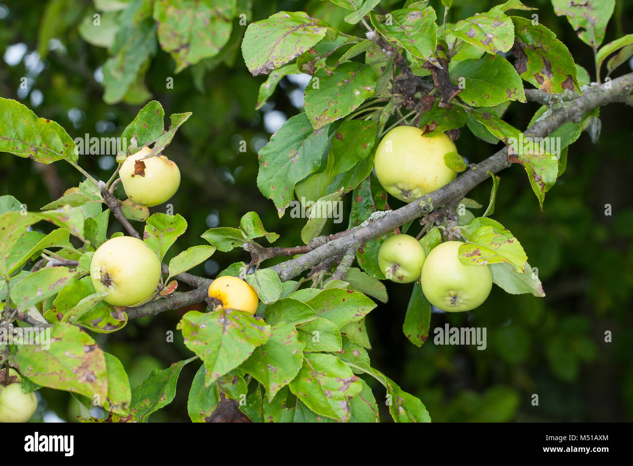 Wild-Apfel, Holz-Apfel, Wildapfel, Holzapfel, Apfel, Malus sylvestris, Wild Crab Apple Foto Stock