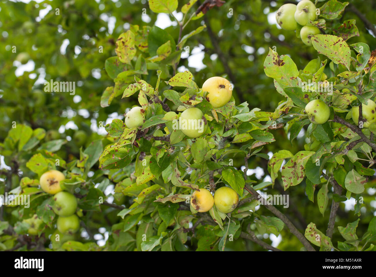 Wild-Apfel, Holz-Apfel, Wildapfel, Holzapfel, Apfel, Malus sylvestris, Wild Crab Apple Foto Stock