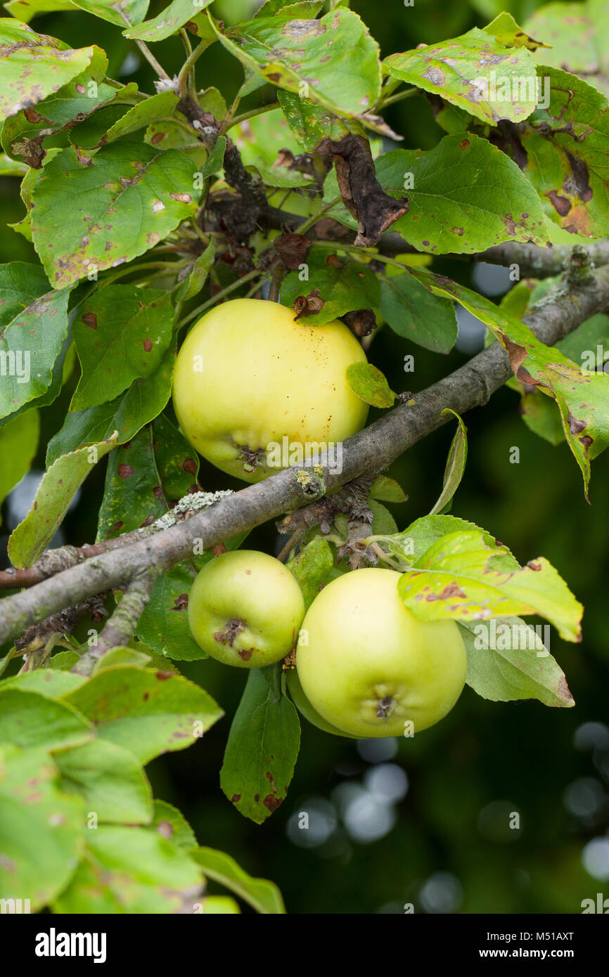 Wild-Apfel, Holz-Apfel, Wildapfel, Holzapfel, Apfel, Malus sylvestris, Wild Crab Apple Foto Stock