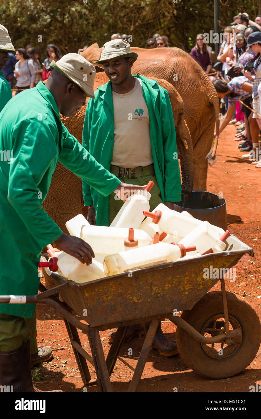 Keniote accompagnatori in giacche verdi mettere grandi vuoti di bottiglie di latte in una carriola, David Sheldrick Wildlife Trust, Nairobi, Kenia Foto Stock