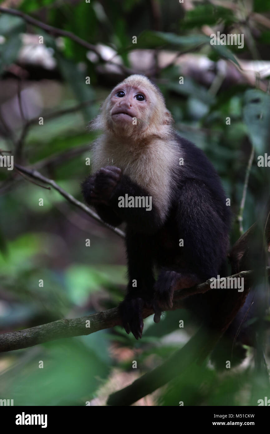 Faccia bianca Monkey Osa Peninsula Costa Rica Foto Stock