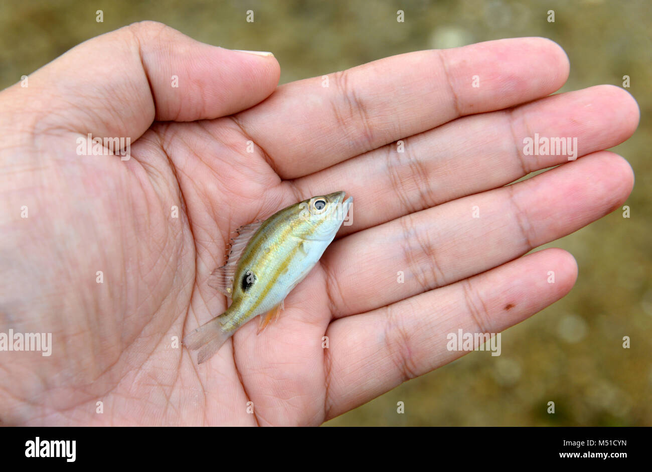 Vivere pesci piccoli nel proteggere la mano da bad foto della