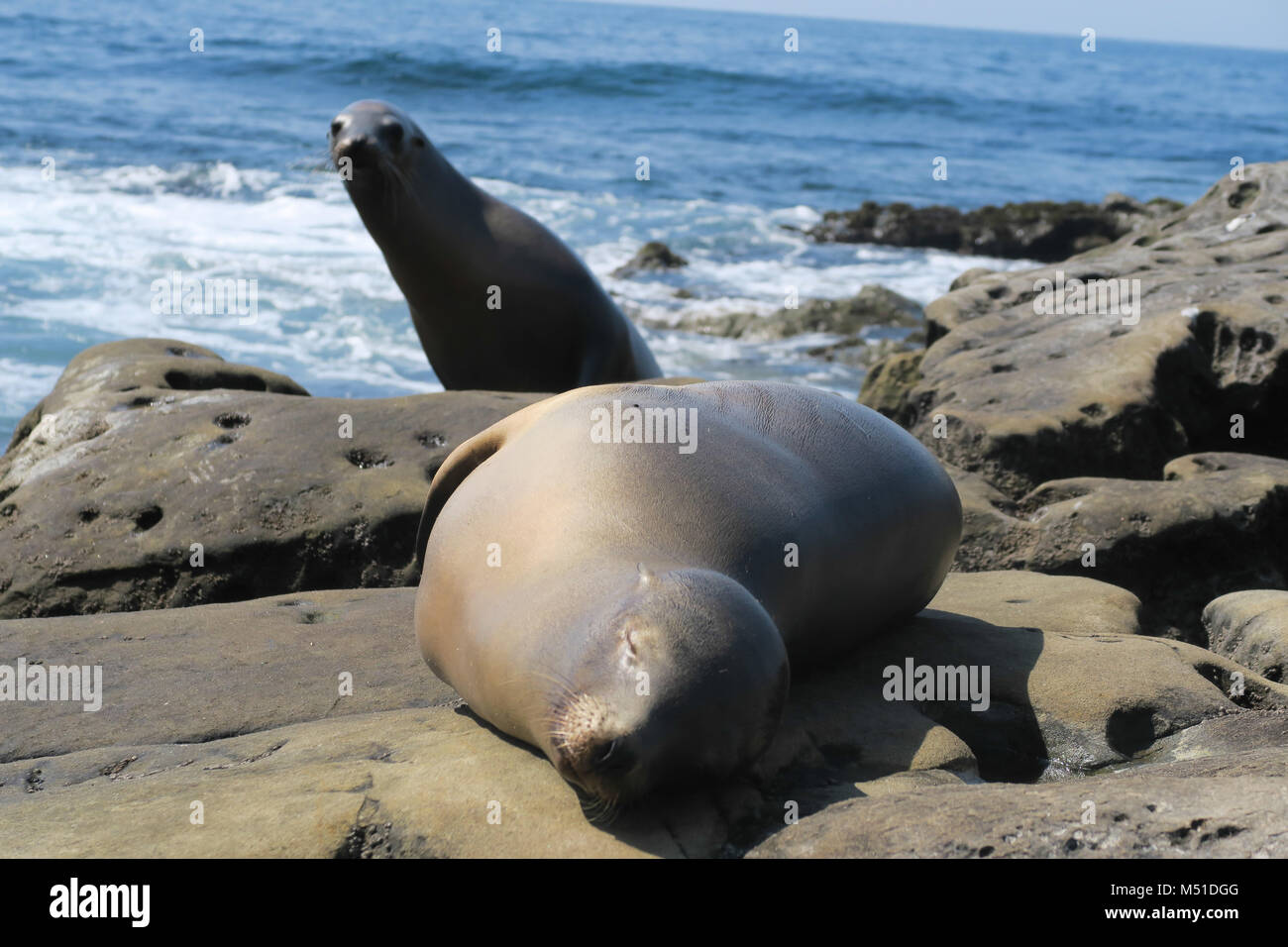 Wild i leoni di mare a San Diego Beach Foto Stock