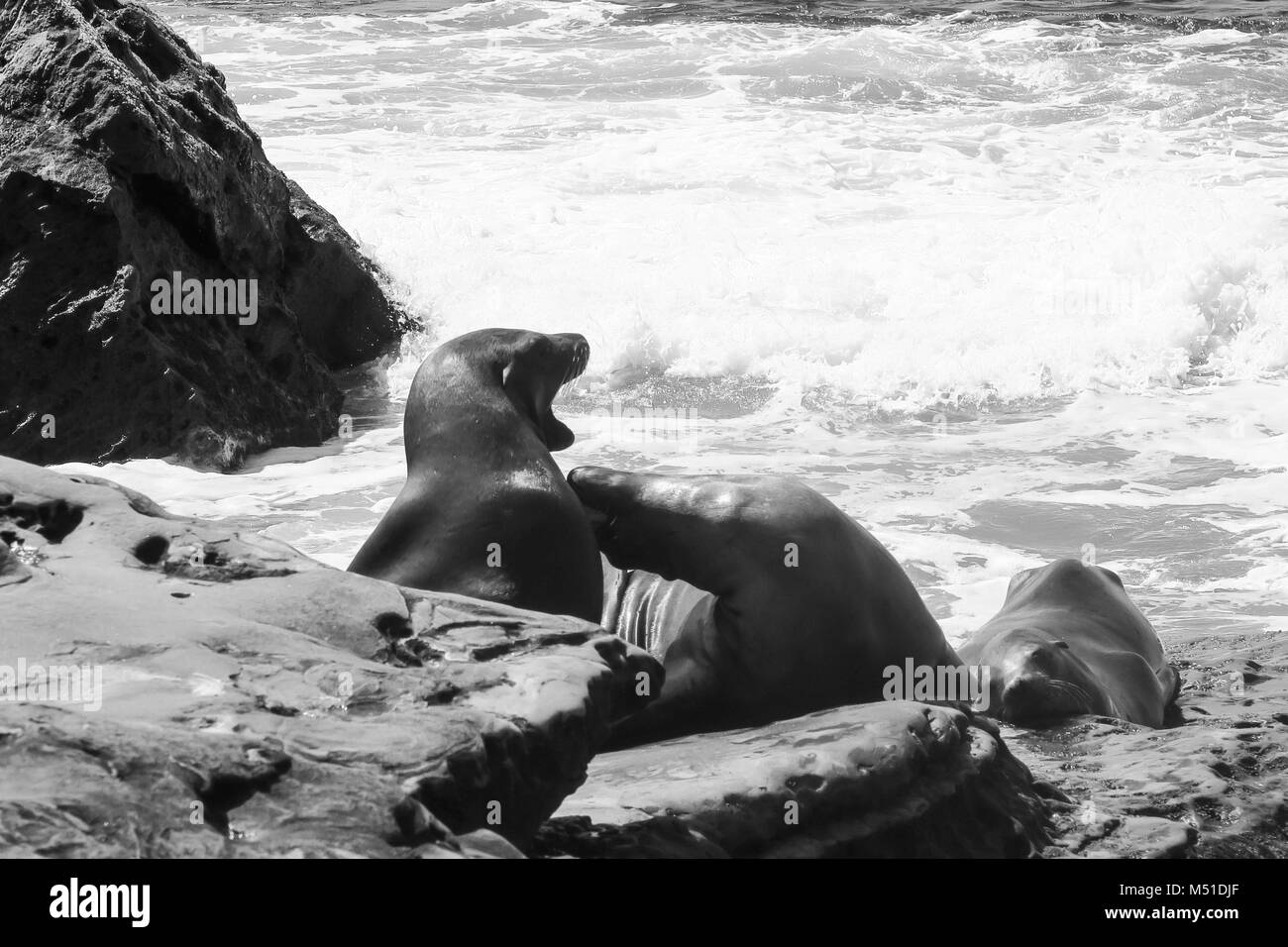 Wild i leoni di mare a San Diego Beach Foto Stock