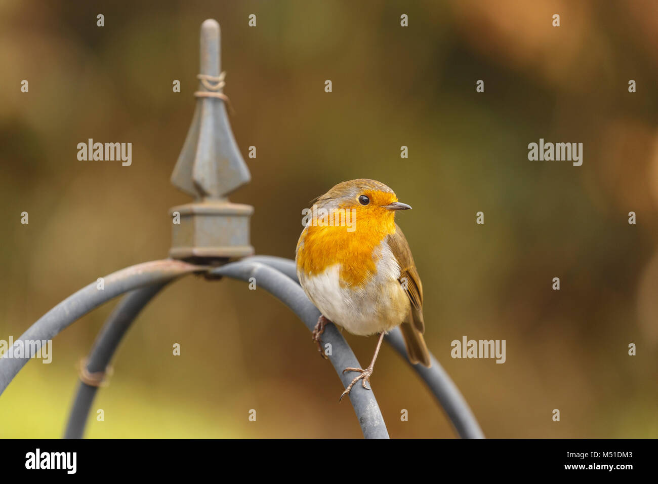 Robin, Erithacus rebecula, in giardino, Monmouthshire, febbraio. Famiglia Muscicapidae Foto Stock