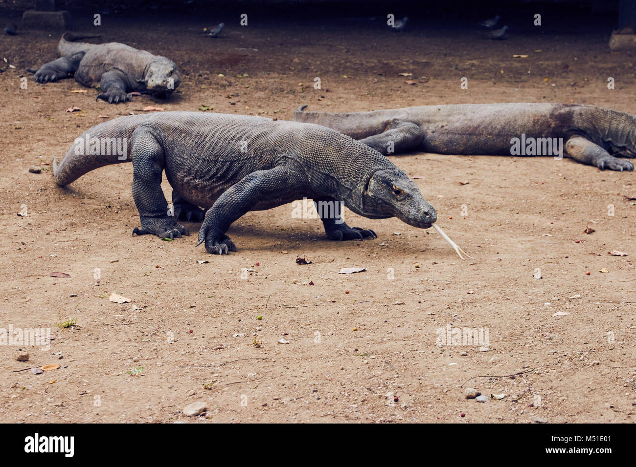 Predatori drago di Komodo, grande lucertola, con mortale morso velenoso a Isola di Komodo, Indonesia. Foto Stock