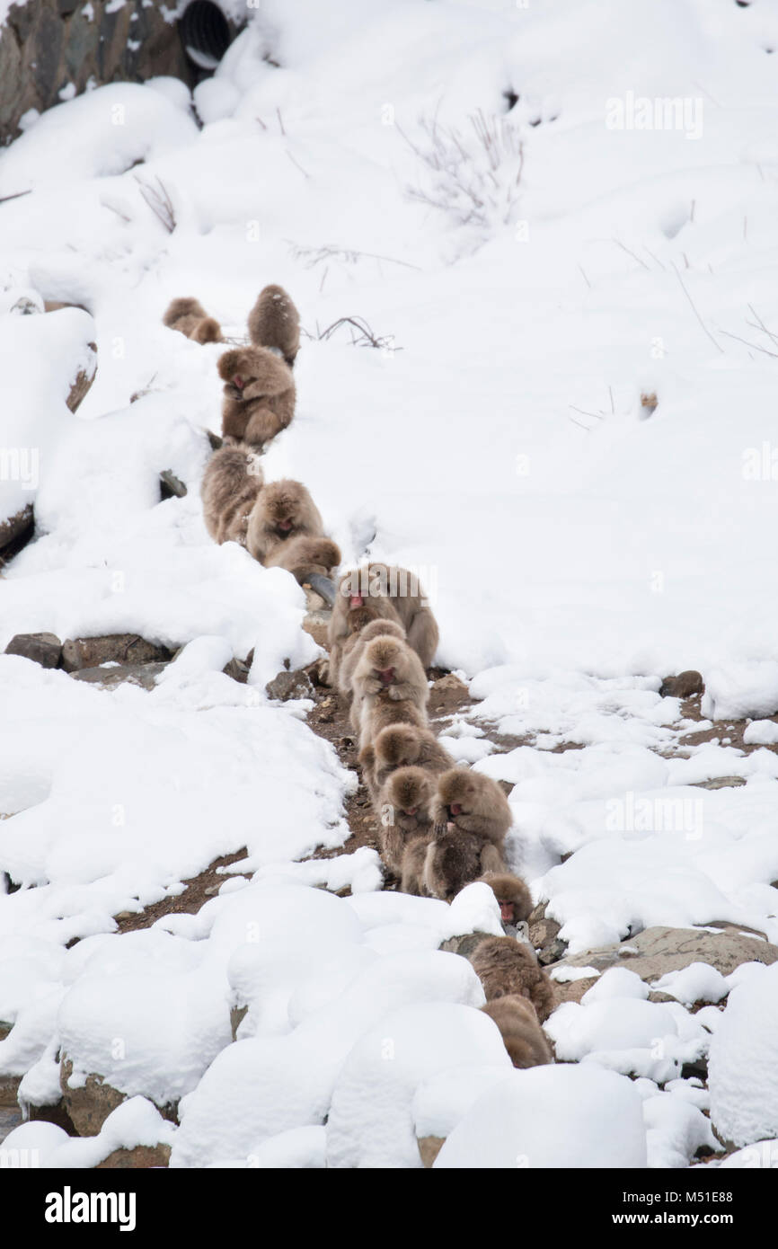 Neve scimmie seduto accanto a ogni altro per mantenere il riscaldamento Foto Stock