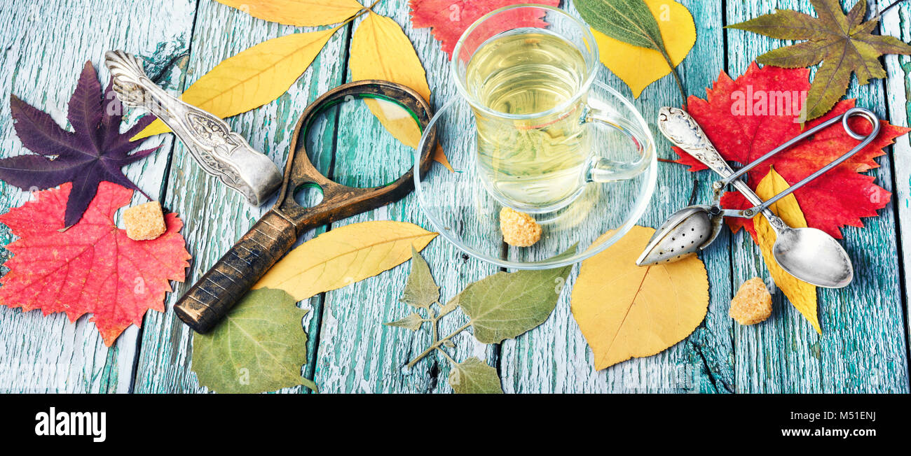 Erbario di foglie di autunno di alberi Foto Stock