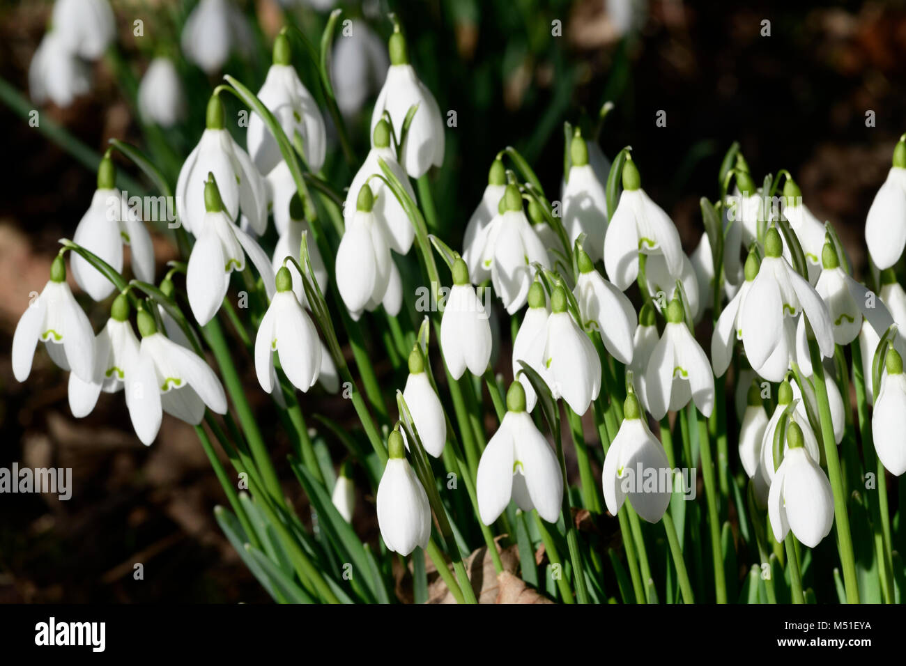 Snowdrop [Galanthus nivalis] fiore inverno Foto Stock