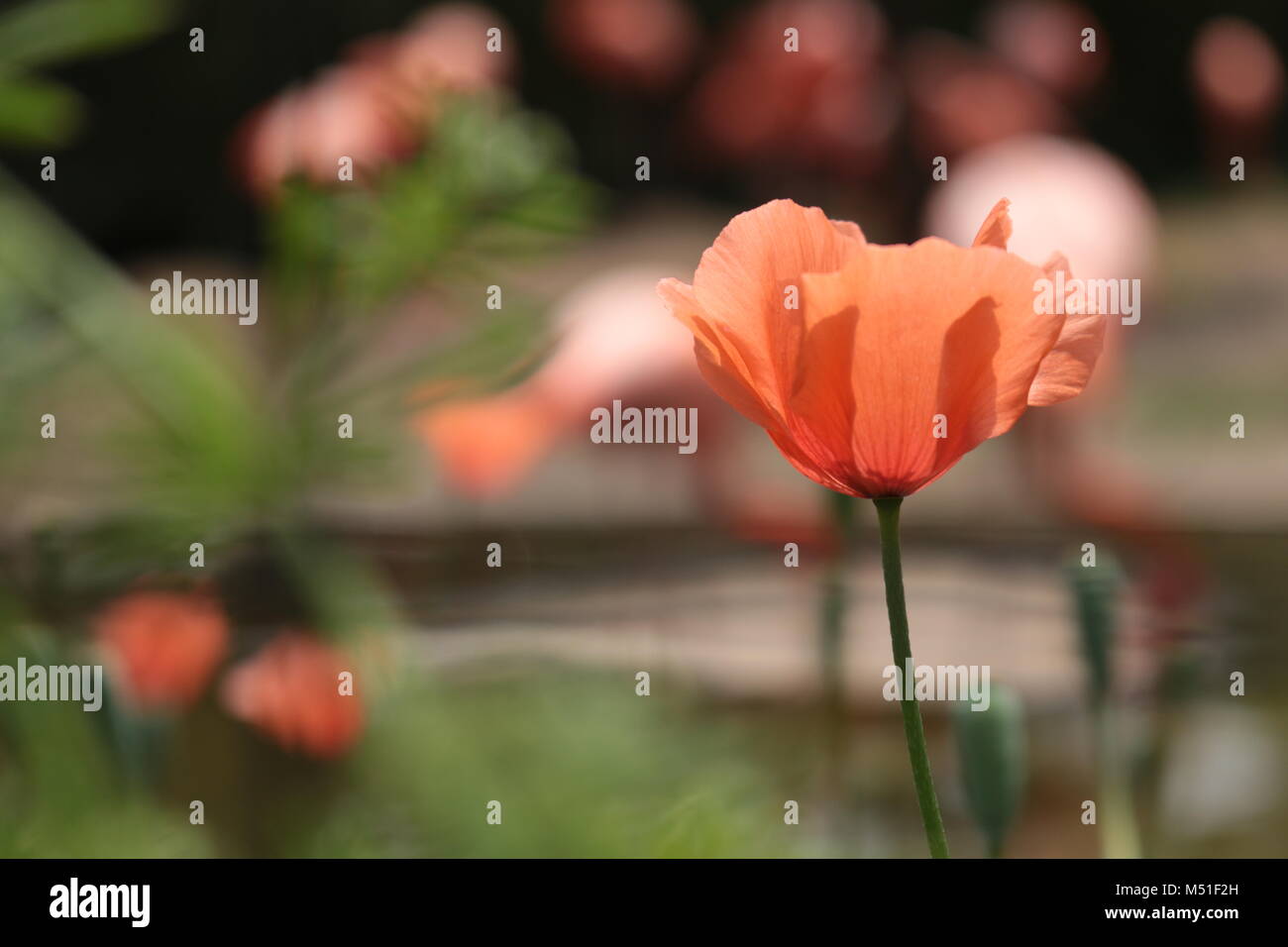 Il lato strada flower -- a lungo guidato papavero (Papaver dubium) Foto Stock