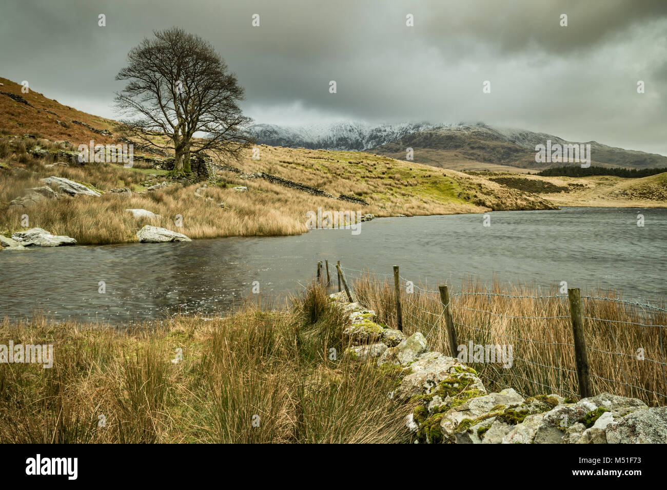 Un lone tree by Llyn Y Dywarchen nel Parco Nazionale di Snowdonia, con Mount Snowdon in distanza. Foto Stock