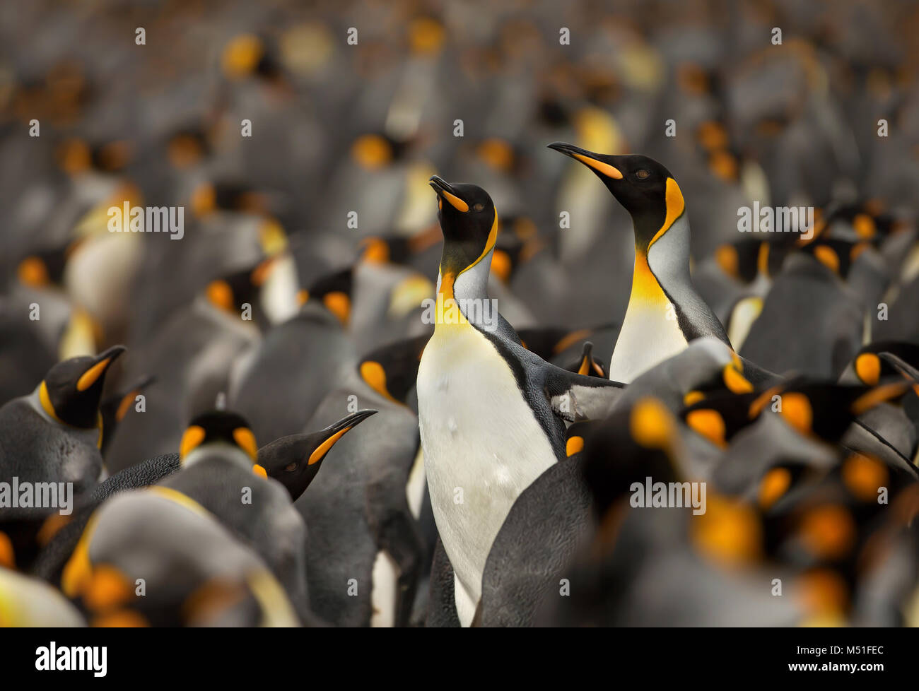 Pinguino reale (Aptenodytes Patagonicus) colonia nelle isole Falkland. Foto Stock