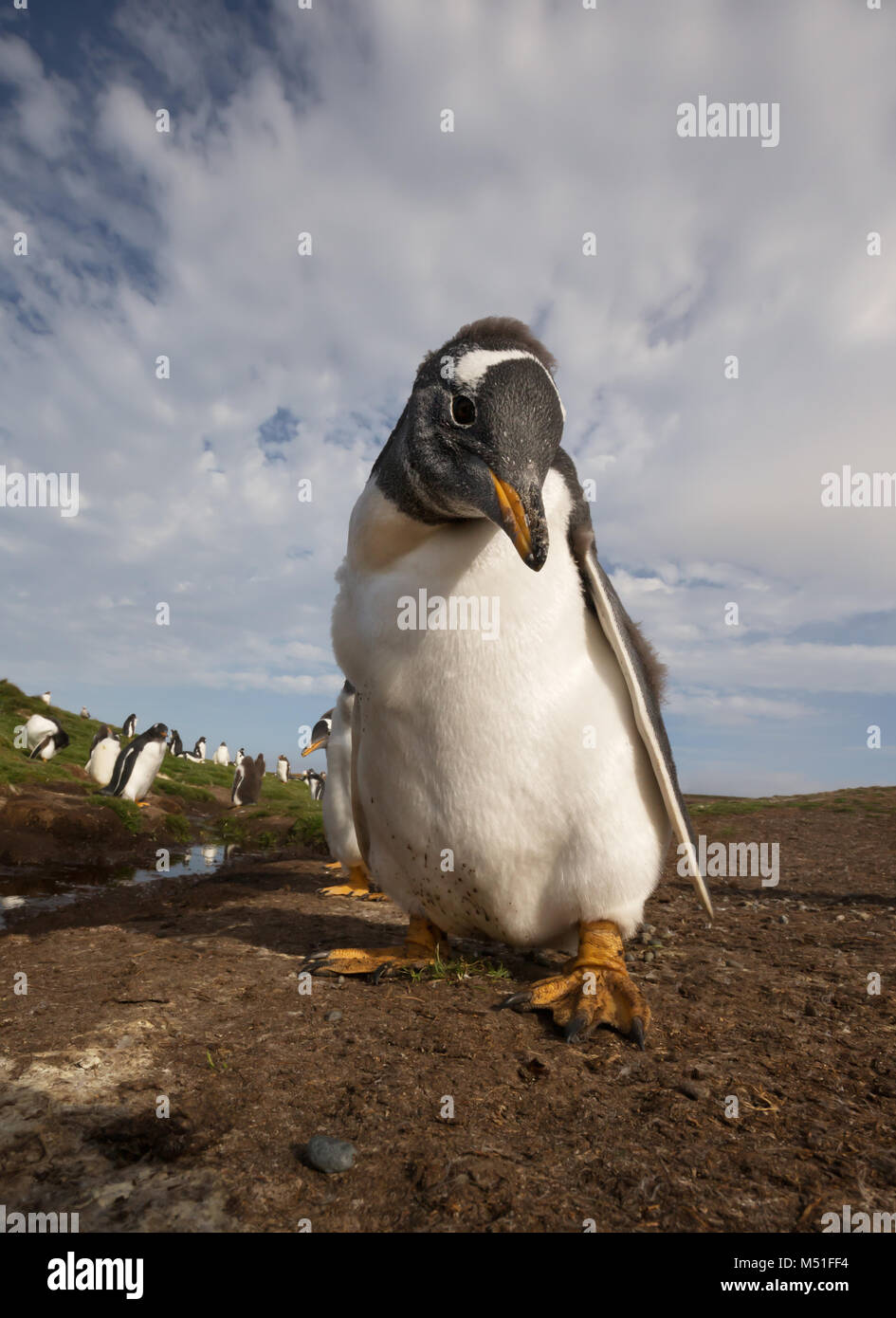 Close up di un pinguino Gentoo (Pygoscelis papua) pulcino, Isole Falkland. Foto Stock