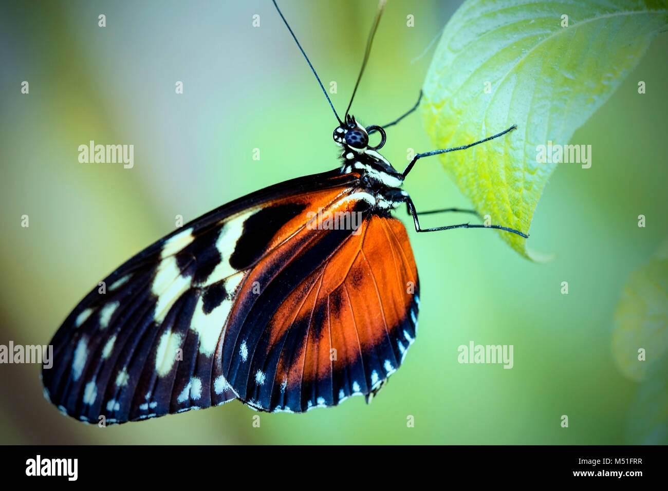 farfalla Foto Stock