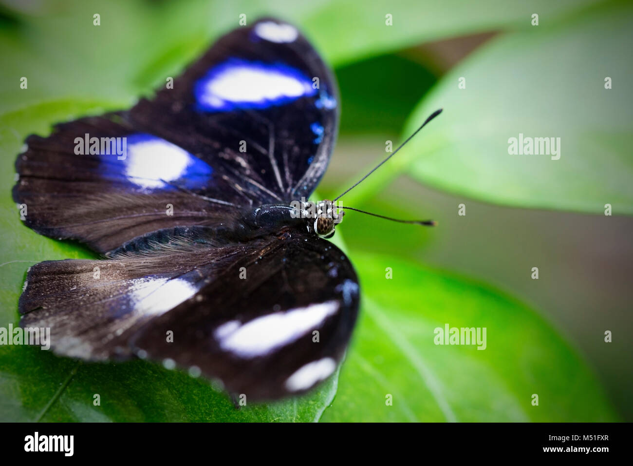 Ala Blu butterfly Foto Stock