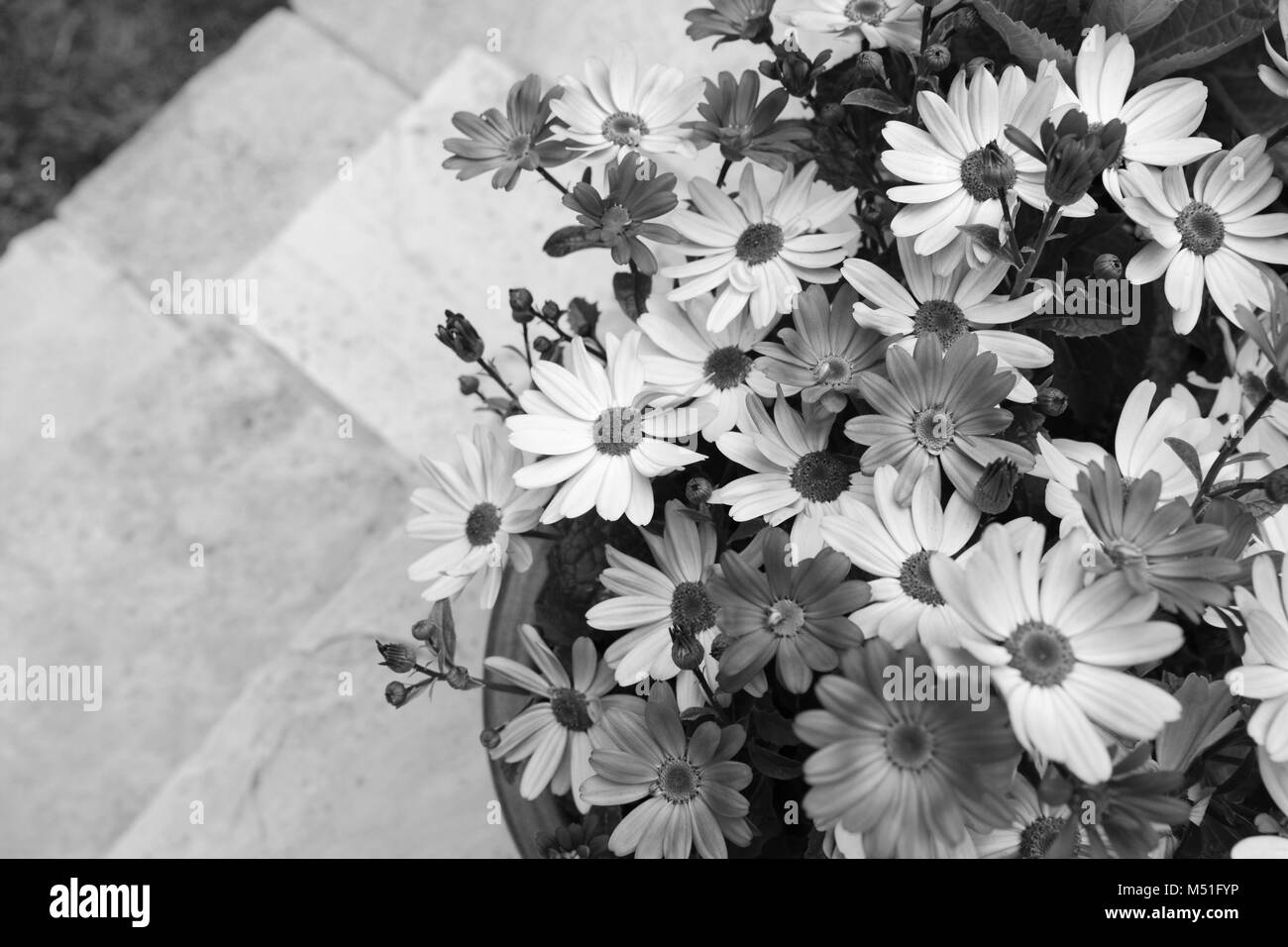 Decine di pretty margherite africana in un vaso di fiori, sul patio passi che conducono a erba con spazio copia - elaborazione monocromatica Foto Stock