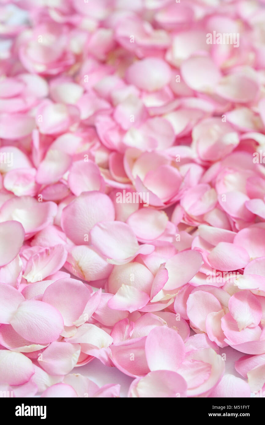 Rosa petali di rosa. Sfondo Foto stock - Alamy