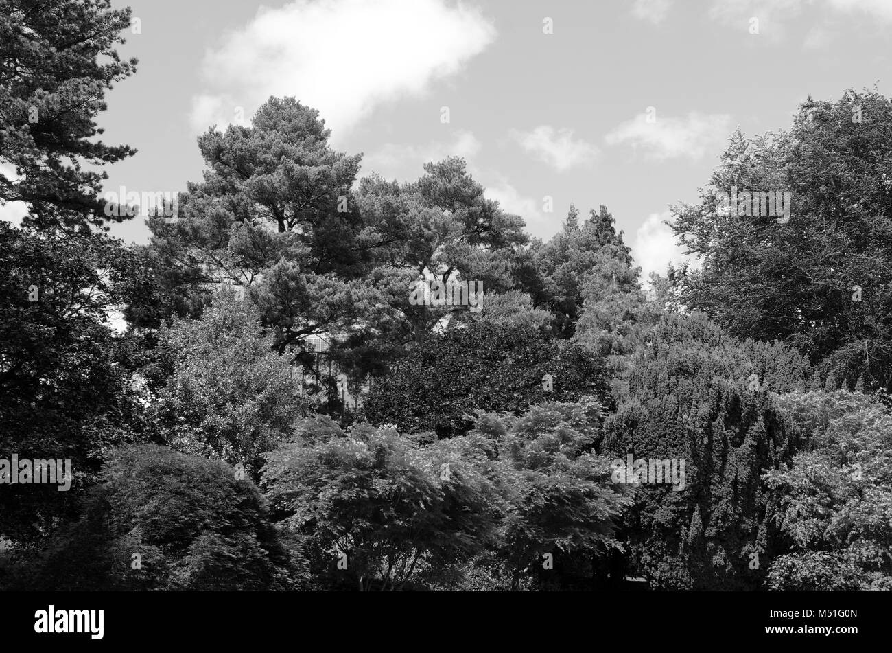 Varietà di alberi e arbusti ornamentali con fogliame multicolore contro un cielo blu - elaborazione monocromatica Foto Stock